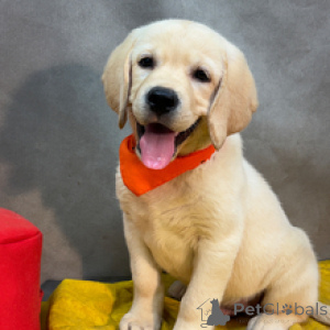 Photo №4. Je vais vendre labrador retriever en ville de Berlin. annonce privée - prix - 600€