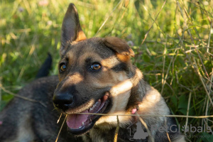 Photo №1. chien bâtard - à vendre en ville de Москва | Gratuit | Annonce №102661