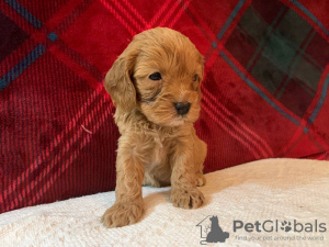 Photo №3. Beaux chiots Cavapoo Pour adoption gratuite. Allemagne