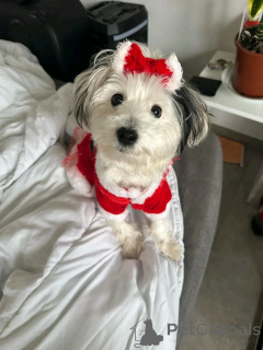 Photo №2 de l'annonce № 165402 de la vente bichon à poil frisé - acheter à Luxembourg annonce privée, éleveur