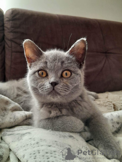 Photo №4. Je vais vendre british shorthair en ville de Tuszyn. annonce privée - prix - négocié