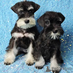 Photo №3. Chiots Schnauzer géant élevés à la maison pour adoption. La Grande-Bretagne
