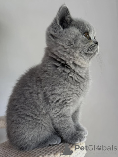 Photo №1. british shorthair - à vendre en ville de Brno | négocié | Annonce № 169872
