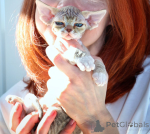 Photo №1. devon rex - à vendre en ville de Szczecine | négocié | Annonce № 171386