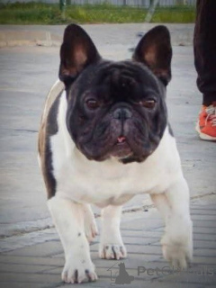 Photo №4. Accouplement bouledogue en République Tchèque. Annonce № 147244