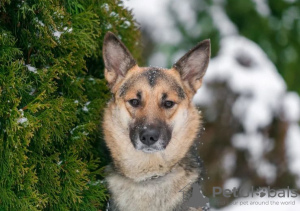 Photo №4. Je vais vendre chien bâtard en ville de Москва. annonce privée - prix - Gratuit