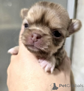 Photo №3. Chiots Chihuahua mini et micro. Serbie