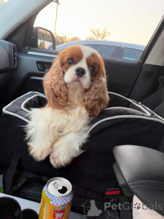 Photo №2 de l'annonce № 169151 de la vente cavalier king charles spaniel - acheter à La finlande annonce privée