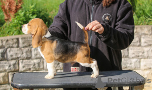 Photo №3. chiots beagle. Biélorussie
