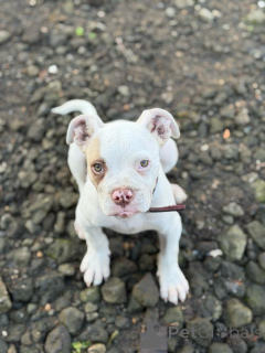 Photo №4. Je vais vendre american pit bull terrier en ville de Polva. éleveur - prix - 250€