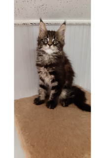 Photo №4. Je vais vendre maine coon en ville de Izhevsk. de la fourrière - prix - 503€