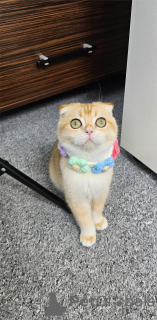 Photo №1. scottish fold - à vendre en ville de Finstervalde | 350€ | Annonce № 154972
