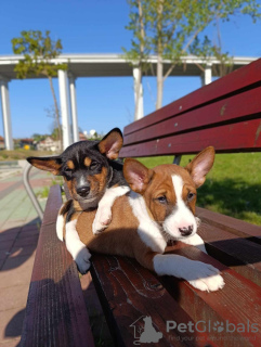 Photos supplémentaires: Chiots Basenji à vendre