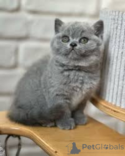 Photo №2 de l'annonce № 173283 de la vente british shorthair - acheter à Pologne annonce privée, éleveur