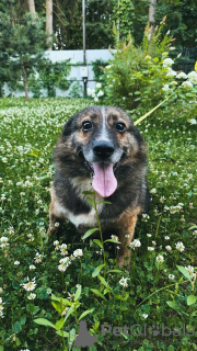 Photo №1. chien bâtard - à vendre en ville de Москва | Gratuit | Annonce №110319