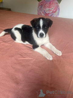 Photo №1. border collie - à vendre en ville de Minsk | 16€ | Annonce №145820