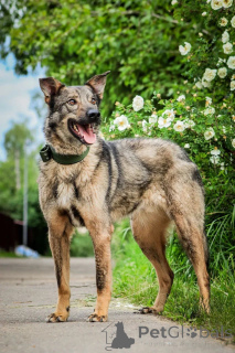 Photo №4. Je vais vendre chien bâtard en ville de Rivière moscou. annonce privée - prix - Gratuit