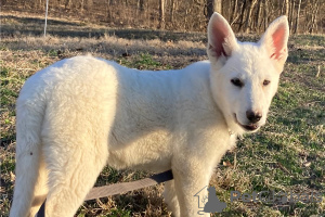 Photo №3. Chiots berger allemand blanc. USA