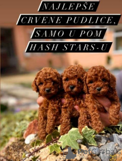 Photo №3. Chiots Caniche Toy. Serbie