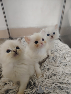 Photo №3. Chaton ragdoll à adopter. Belgique