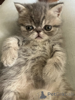 Photo №3. Chatons Exotic Shorthair à vendre. Belgique