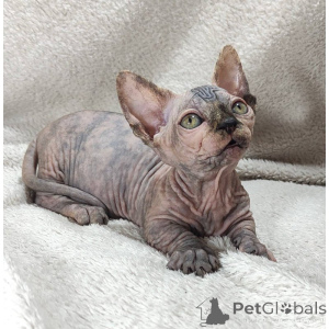 Photo №1. sphynx - à vendre en ville de Esslingen Am Neckar | 350€ | Annonce № 174415