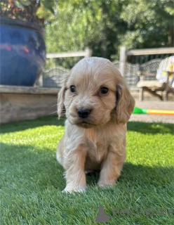 Photo №1. cocker américain - à vendre en ville de Cremlingen | 372€ | Annonce №153440