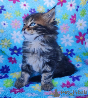 Photo №4. Je vais vendre maine coon en ville de Нови Сад.  - prix - Gratuit