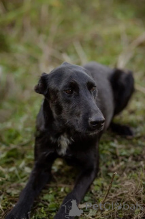 Photo №2 de l'annonce № 139052 de la vente chien bâtard - acheter à Fédération de Russie 