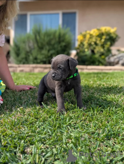 Photo №2 de l'annonce № 138826 de la vente chien bâtard - acheter à La Grande-Bretagne éleveur