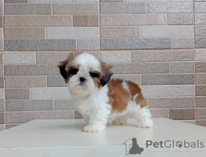 Photo №1. shih tzu - à vendre en ville de Berlin | négocié | Annonce №178084
