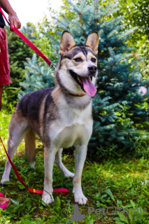 Photo №2 de l'annonce № 98698 de la vente chien bâtard - acheter à Fédération de Russie annonce privée