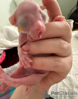 Photo №4. Je vais vendre sphynx en ville de Pruszków. éleveur - prix - 1500€