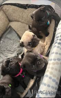 Photo №1. carlin - à vendre en ville de Lisbonne | 700€ | Annonce №165976