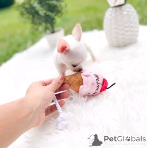 Photo №3. Chiots chihuahua disponibles. La finlande