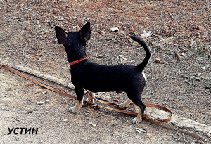 Photo №1. chihuahua - à vendre en ville de Sébastopol | 600€ | Annonce №4140