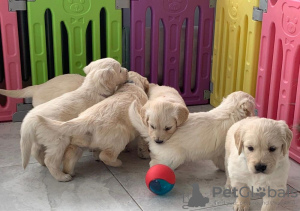 Photo №1. golden retriever - à vendre en ville de Düsseldorf | 350€ | Annonce №42254