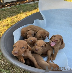 Photo №2 de l'annonce № 119906 de la vente chien à loutre - acheter à Serbie 