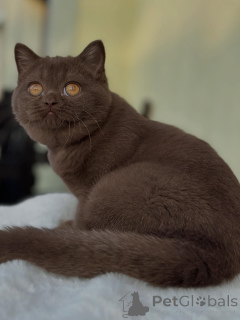 Photo №3. Chaton Shorthair britannique moelleux avec visage rond classique. Suisse