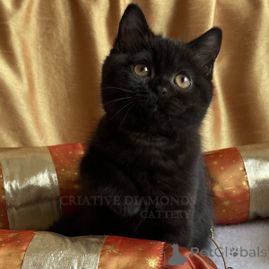 Photo №4. Je vais vendre british shorthair en ville de Berlin. annonce privée, de l'abri - prix - 550€