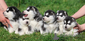 Photo №1. husky de sibérie - à vendre en ville de Aix-en-Provence | Gratuit | Annonce №172134