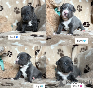 Photo №1. staffordshire bull terrier - à vendre en ville de Ver | négocié | Annonce №169283