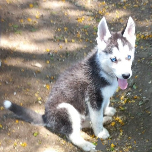 Photo №1. husky de sibérie - à vendre en ville de Mexique | 872€ | Annonce №157356