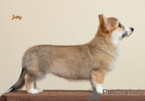 Photo №2 de l'annonce № 37014 de la vente welsh corgi - acheter à Ukraine annonce privée, de la fourrière