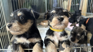 Photo №3. Chiot de museau nain. L'Autriche