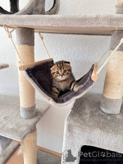 Photo №2 de l'annonce № 69415 de la vente scottish fold - acheter à Allemagne annonce privée
