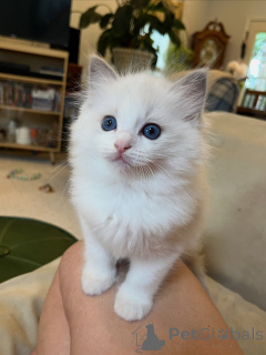 Photo №3. Chatons Ragdoll sains et ludiques à vendre. Allemagne