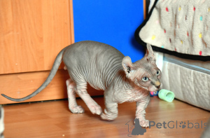 Photo №3. Bambino sphynx. Pologne