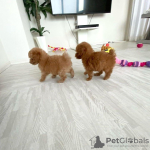 Photo №3. Chiots caniches toy vaccinés disponibles maintenant. Allemagne