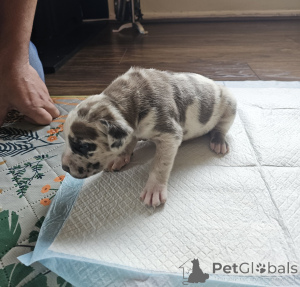 Photo №2 de l'annonce № 168931 de la vente cane corso - acheter à La finlande annonce privée